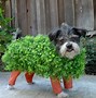 Image result for Funny Dogs Dressed Up Meme