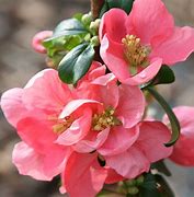 Chaenomeles sup. Pink Lady に対する画像結果