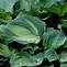 Image result for Hosta Guardian Angel