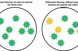 Image result for Enterobacteriaceae Gram Stain