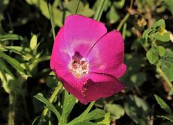 Image result for Wildflower Cases Purple