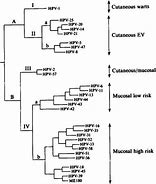 Image result for Human Papillomavirus and Oral Cancer