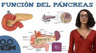 Image result for Funcion Del Pancreas
