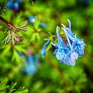 Image result for Corydalis Tory MP