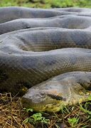 Image result for Biggest Snake Ever Found