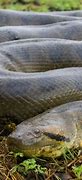 Image result for The World's Biggest Snake Alive