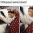 Image result for Funny Memes About Animals
