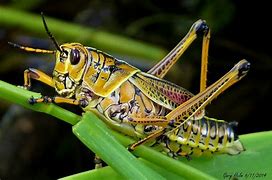 Image result for Giant Grasshopper Florida