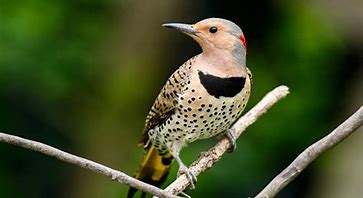 Image result for Identify Bird in Photo