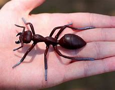Image result for Biggest Ant in the World