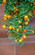 Image result for Mandarin Orange Tree Care