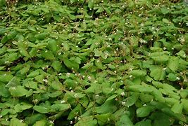 Image result for Epimedium pubigerum Oranjekönigin