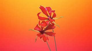 Image result for Pretty Wallpaper for iPhone