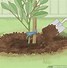 Image result for Planting Fruit Trees