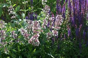 Image result for Nepeta grandiflora Dawn to Dusk