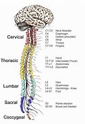 central nervous system 的图像结果