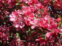 Image result for Malus Red Flesh