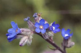 Image result for Anchusa leptophylla subsp. incana