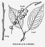 Image result for Native Black Cherry Tree