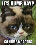 Image result for Grumpy Cat Wednesday Meme