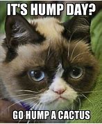 Image result for Kitten Memes Wednesday