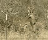 Image result for 150-Inch Whitetail Buck Pictures
