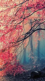 Image result for Beautiful Wallpapers for iPhone SE