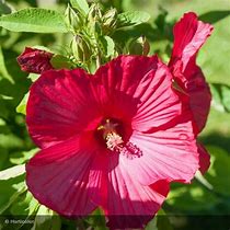 Image result for Hibiscus moscheutos DISCO BELLE rouge