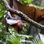 Image result for Are Bats Birds