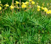 Image result for Growing Papyrus