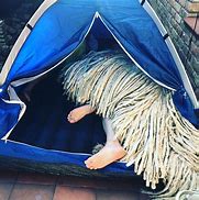 Image result for Mop Dog Swimming