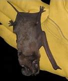 Image result for Bats in Florida