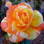Image result for Midas Touch Rose