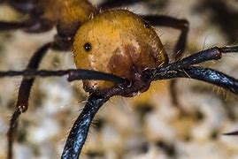 Image result for Ant Death Spiral