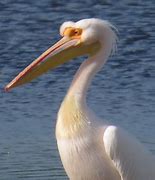 Image result for White Pelican Feeding Underwater