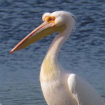 Image result for White Pelican