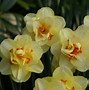 Image result for Narcissus Tahiti