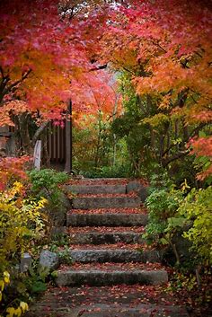 Japanese Maple in autumn near Jojakkoji Temple,Kyoto,Japan | Autumn garden, Kyoto garden, Japanese maple
