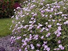 Geranium Dreamland కోసం చిత్ర ఫలితం