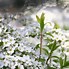 Image result for Spiraea thunbergii