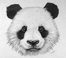 Image result for A Drawing of a Panda