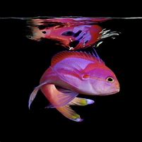 Image result for Exotic Marine Life