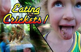 Image result for Eat Crickets a Live