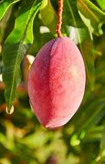Image result for Espalier Mango Tree