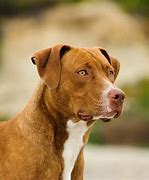 Image result for English Pit Bull Terrier