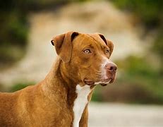 Image result for Pit Bull Terrier Dog