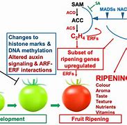 Image result for genes�aco