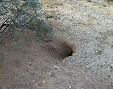 Image result for Coyote Den
