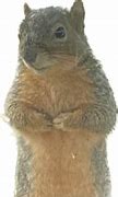 Image result for Tired Squirrel Meme