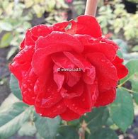 Image result for Rosa Royal Show